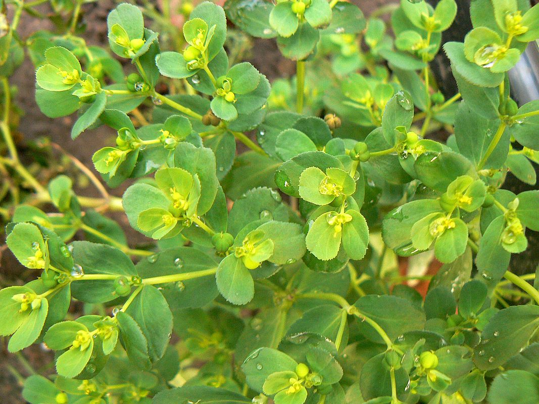 Изображение особи Euphorbia helioscopia.