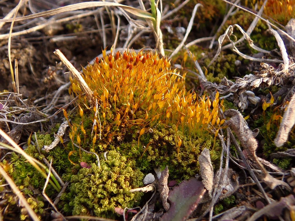 Image of class Bryopsida specimen.