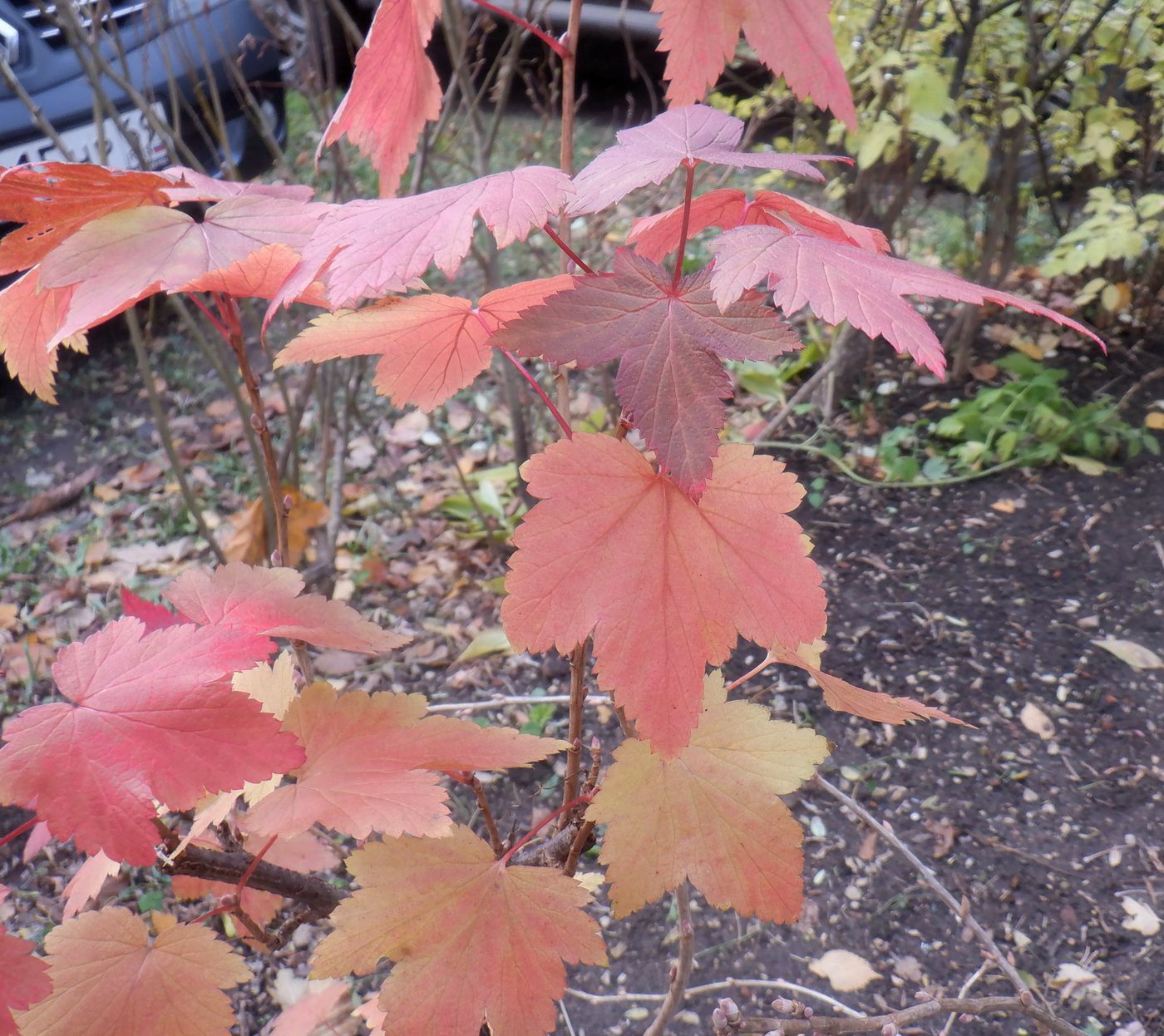 Image of Ribes americanum specimen.