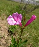 Incarvillea olgae. Цветок. Таджикистан, Хатлонская обл., Шамсиддин-Шохинский р-н, окр. с. Шуроабад; перевал через хребет Кичик-Тиряй, ≈ 1550 м н.у.м., саванноидное сообщество, эродированный участок. 03.06.2018.