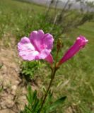 Incarvillea olgae