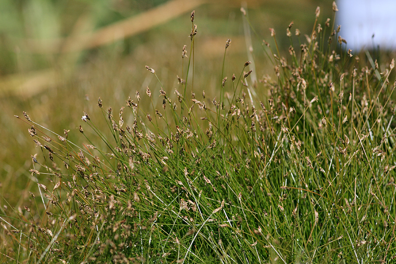 Изображение особи Eleocharis acicularis.