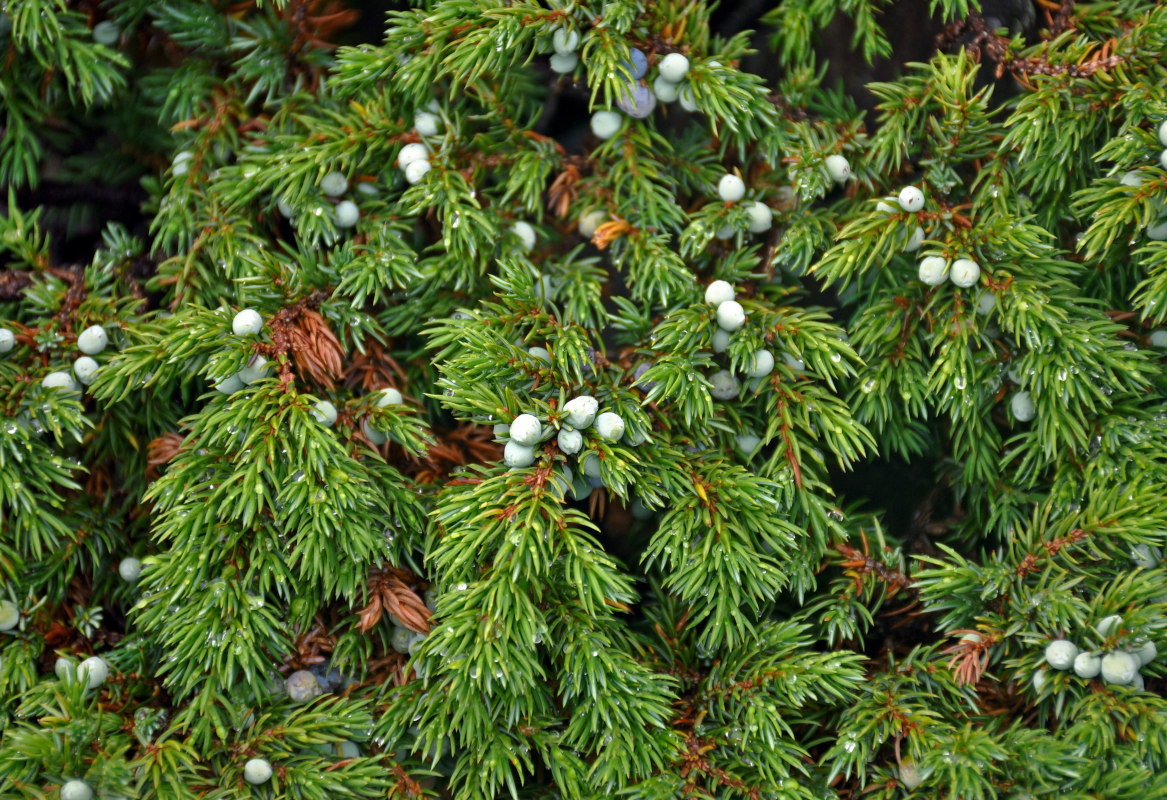 Image of Juniperus sibirica specimen.