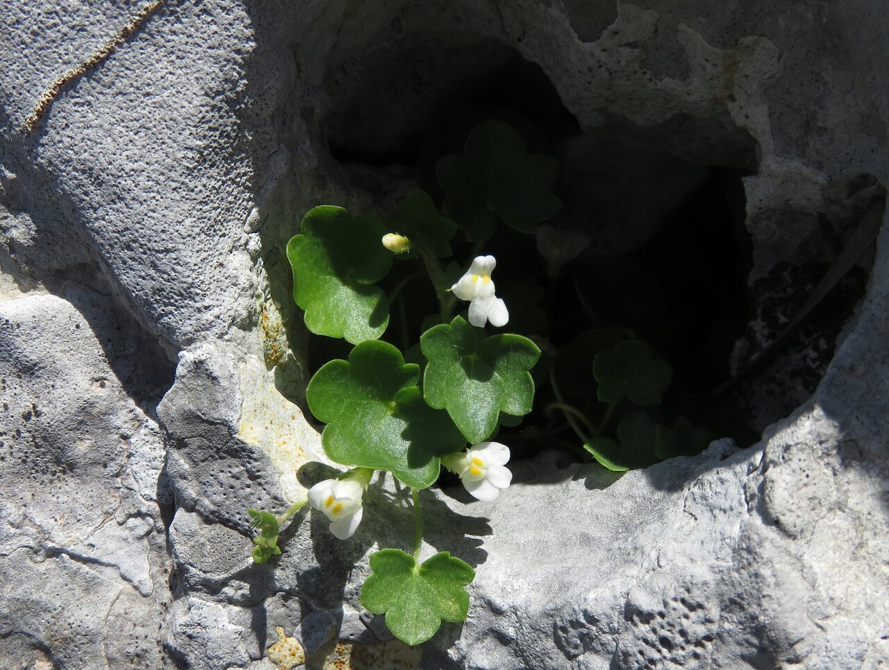 Изображение особи Cymbalaria muralis ssp. visianii.