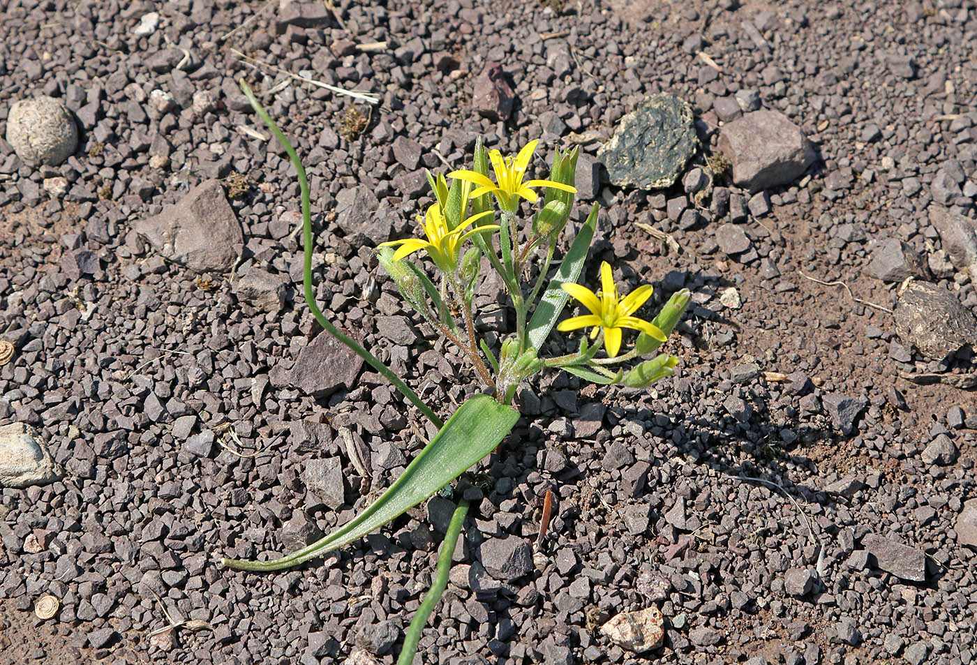 Image of Gagea popovii specimen.