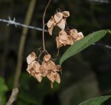 род Begonia