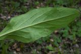 Solenanthus biebersteinii