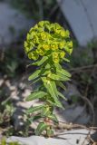 Euphorbia condylocarpa