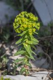 Euphorbia condylocarpa. Цветущее растение. Краснодарский край, м/о г. Новороссийск, южный склон Маркотхского хребта, каменистый склон. 02.05.2021.