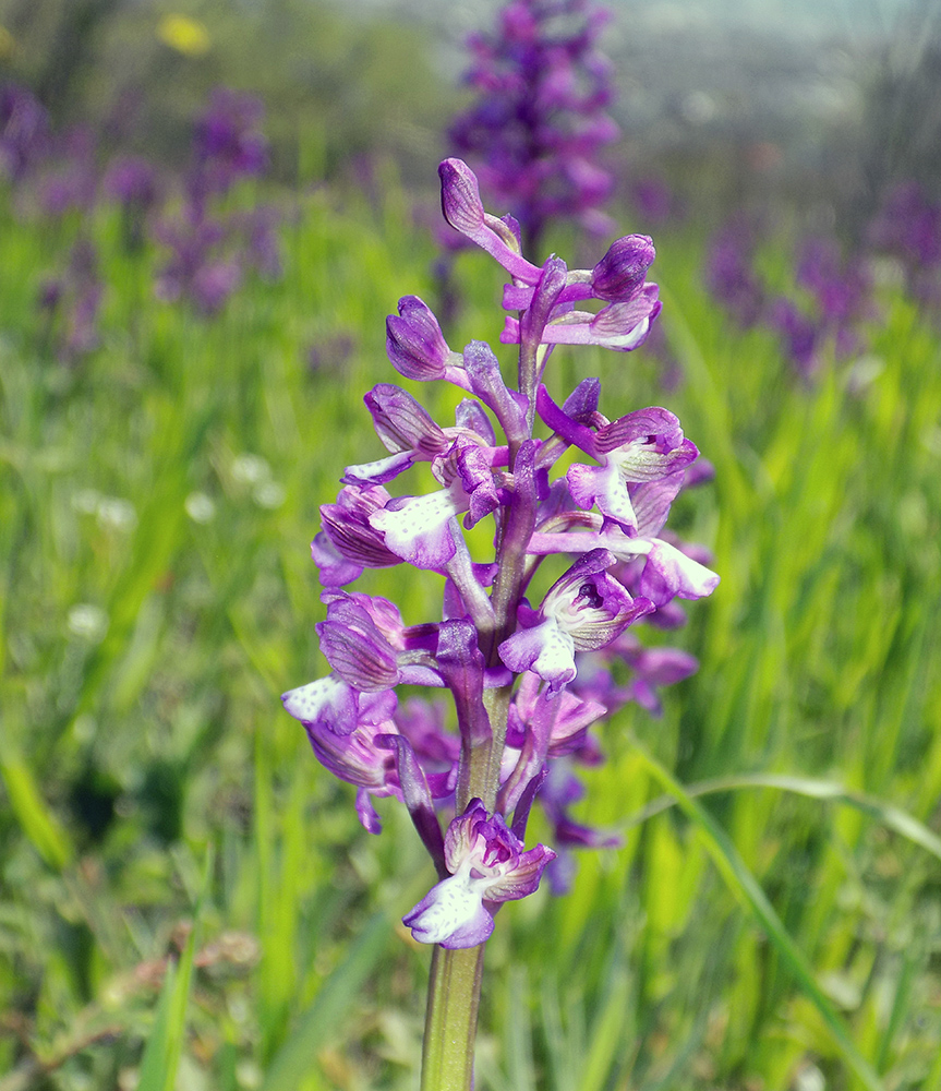 Изображение особи Anacamptis morio ssp. caucasica.