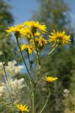 Crepis sibirica