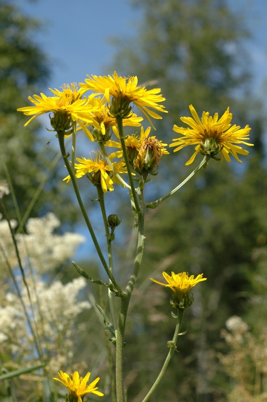 Изображение особи Crepis sibirica.