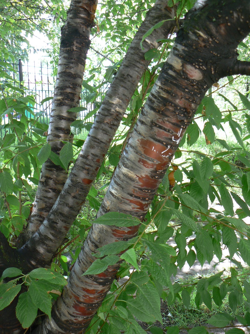 Image of Padus maackii specimen.