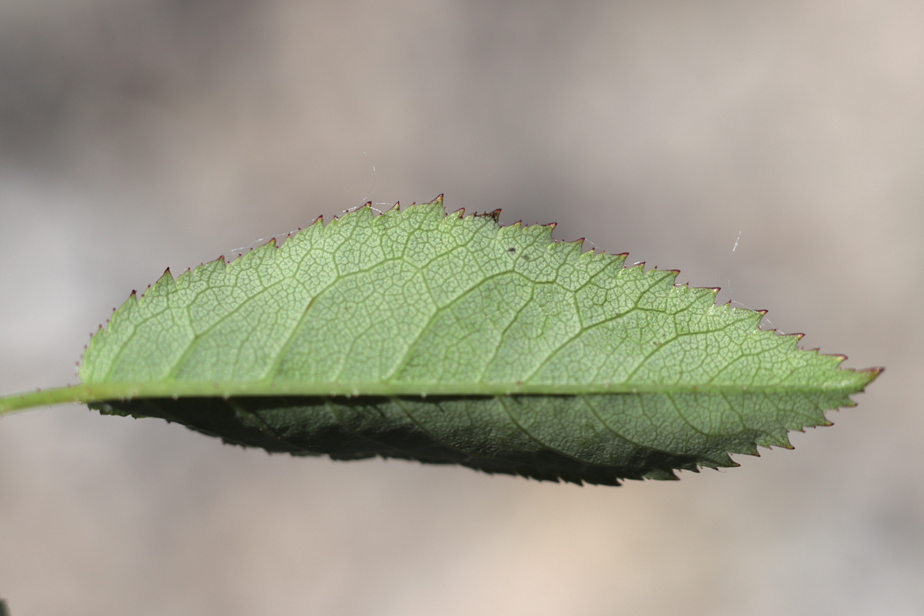 Image of Rosa pygmaea specimen.
