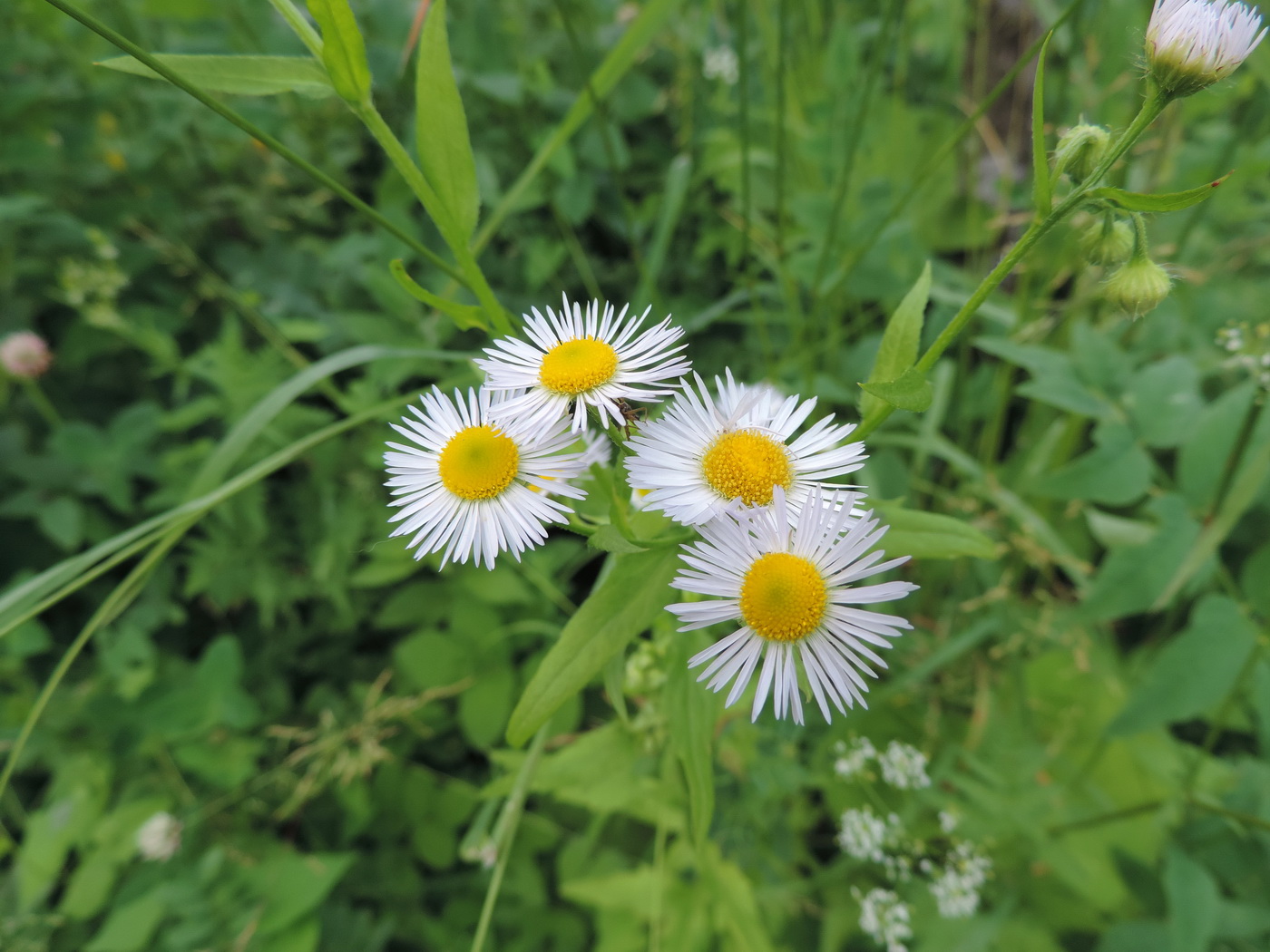 Изображение особи Erigeron annuus.