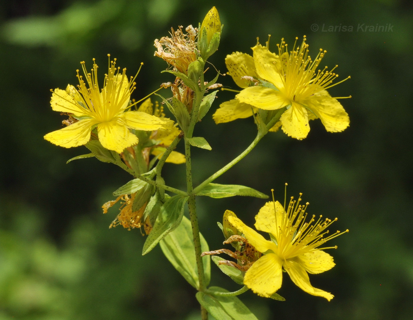 Image of Hypericum attenuatum specimen.