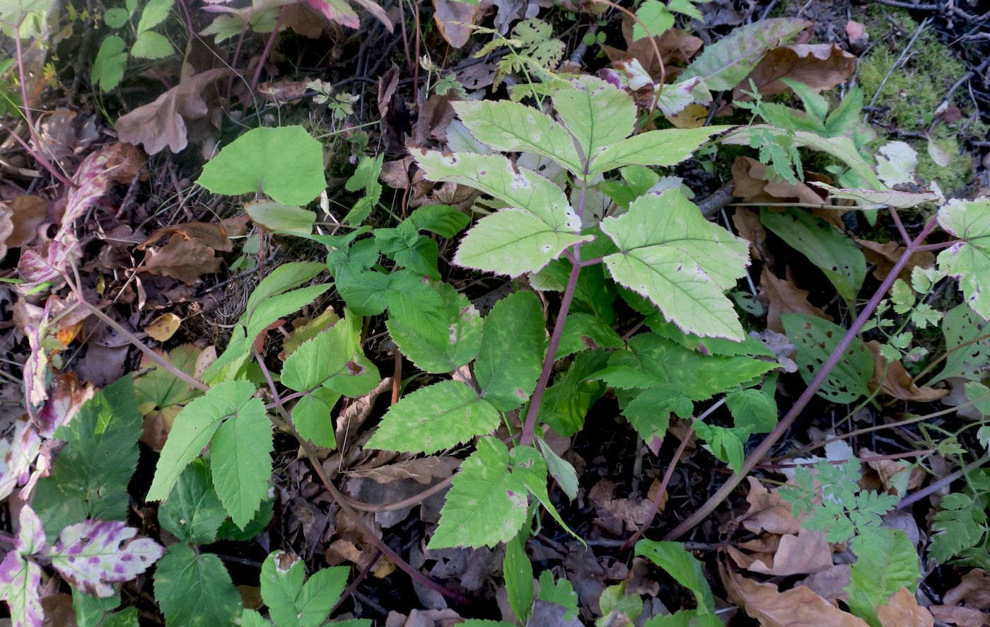 Image of Aegopodium podagraria specimen.