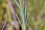 Linum stelleroides. Часть побега. Приморский край, Уссурийский гор. округ, окр. с. Монакино, луг на небольшой сопке. 22.07.2021.