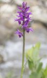 Dactylorhiza urvilleana