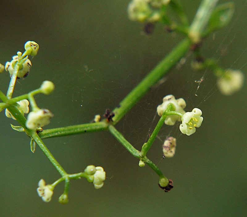 Image of Rubia cordifolia specimen.