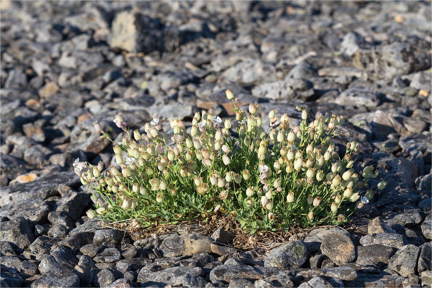 Image of Oberna uniflora specimen.