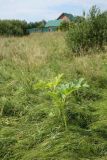 Heracleum sosnowskyi