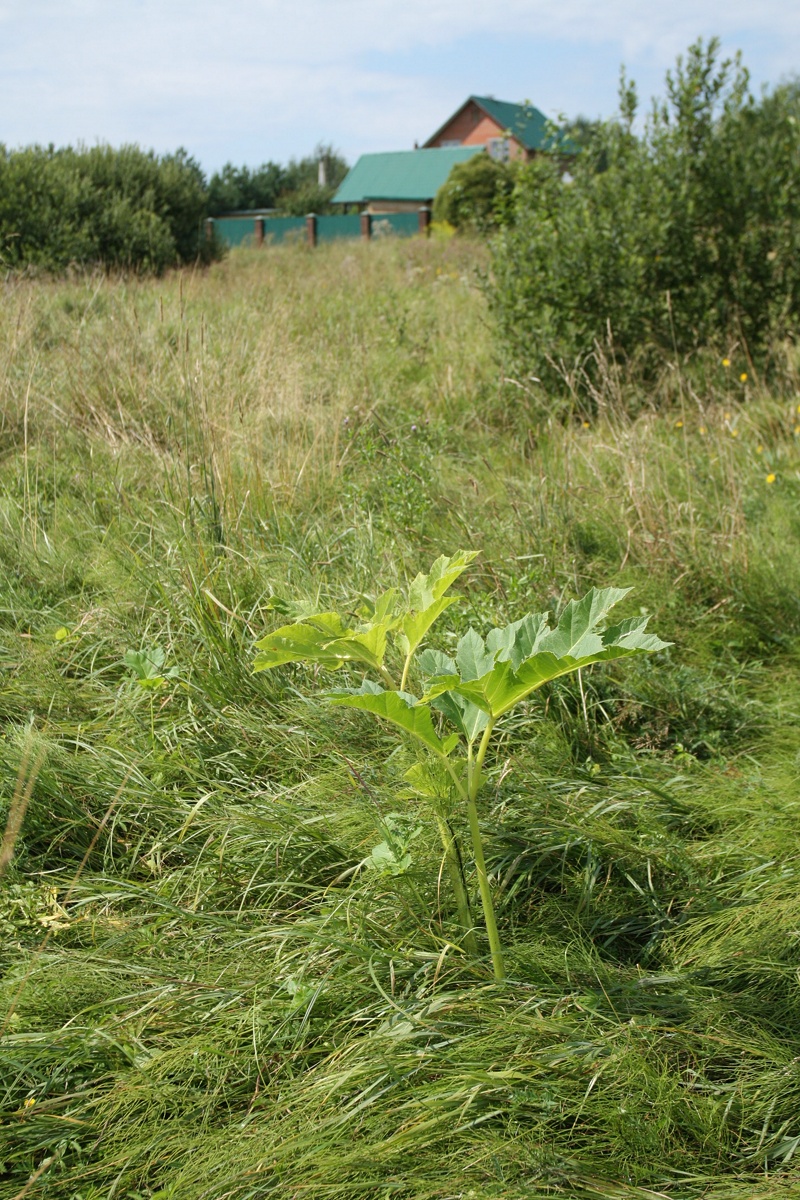 Изображение особи Heracleum sosnowskyi.