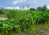 Petasites radiatus. Отплодоносившие и вегетирующие растения. Свердловская обл., Красноуфимский округ, Усть-Машский сельский совет, окр. дер. Русский Усть-Маш, галечно-песчаный берег. 13 июня 2021 г.