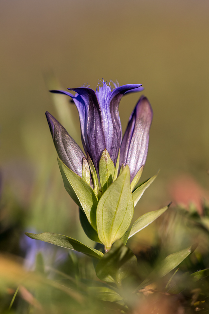 Image of Gentiana septemfida specimen.