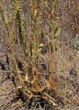 Reseda luteola. Нижняя часть плодоносящего растения. Республика Крым, Алуштинский р-н, окр, с. Малореченское, горный склон, обочина грунтовой дороги. 04.09.2021.