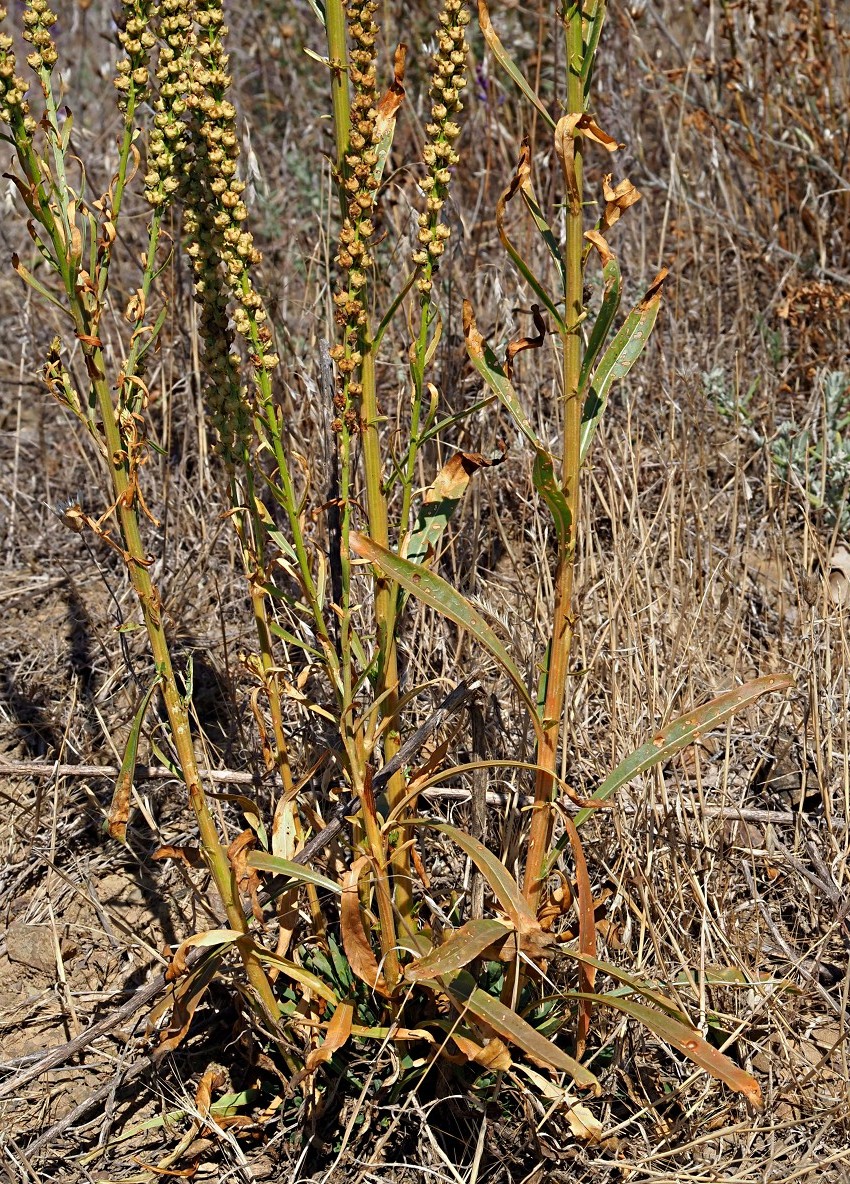 Image of Reseda luteola specimen.