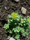 Rhodiola rosea. Отцветшее растение. Хабаровск, Ульяновская 60, в культуре. 23.05.2015.