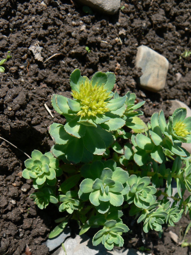 Изображение особи Rhodiola rosea.