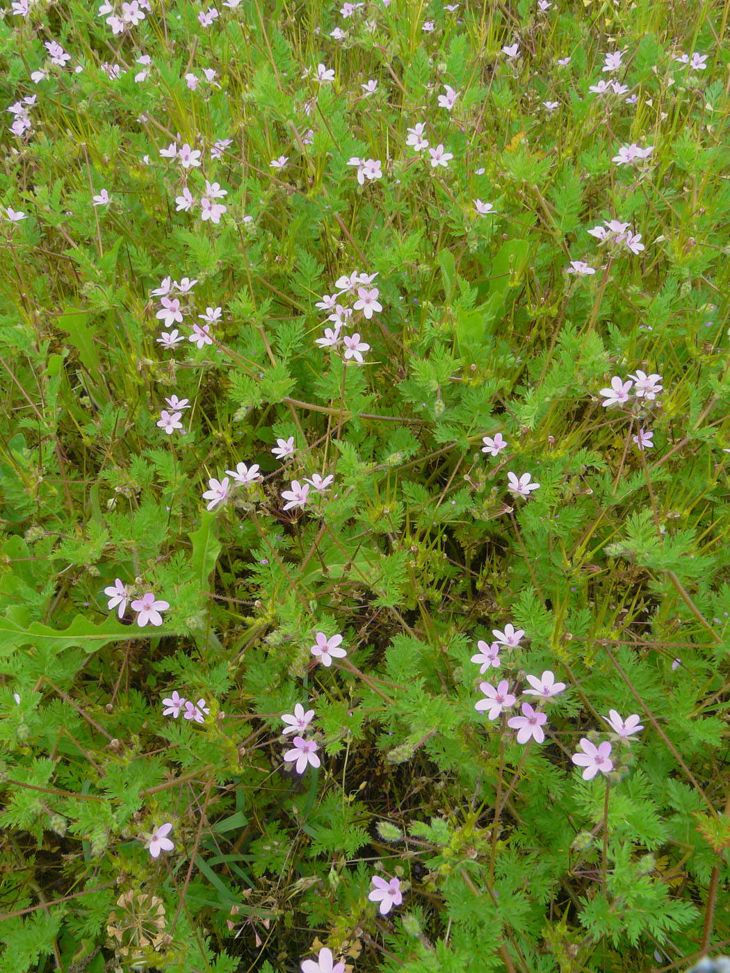 Изображение особи Erodium cicutarium.