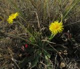 Taraxacum serotinum. Цветущее растение. Ростовская обл., Усть-Донецкий р-н, окр. хут. Ольховской, балка Ольховая, степной склон. 16.10.2021.