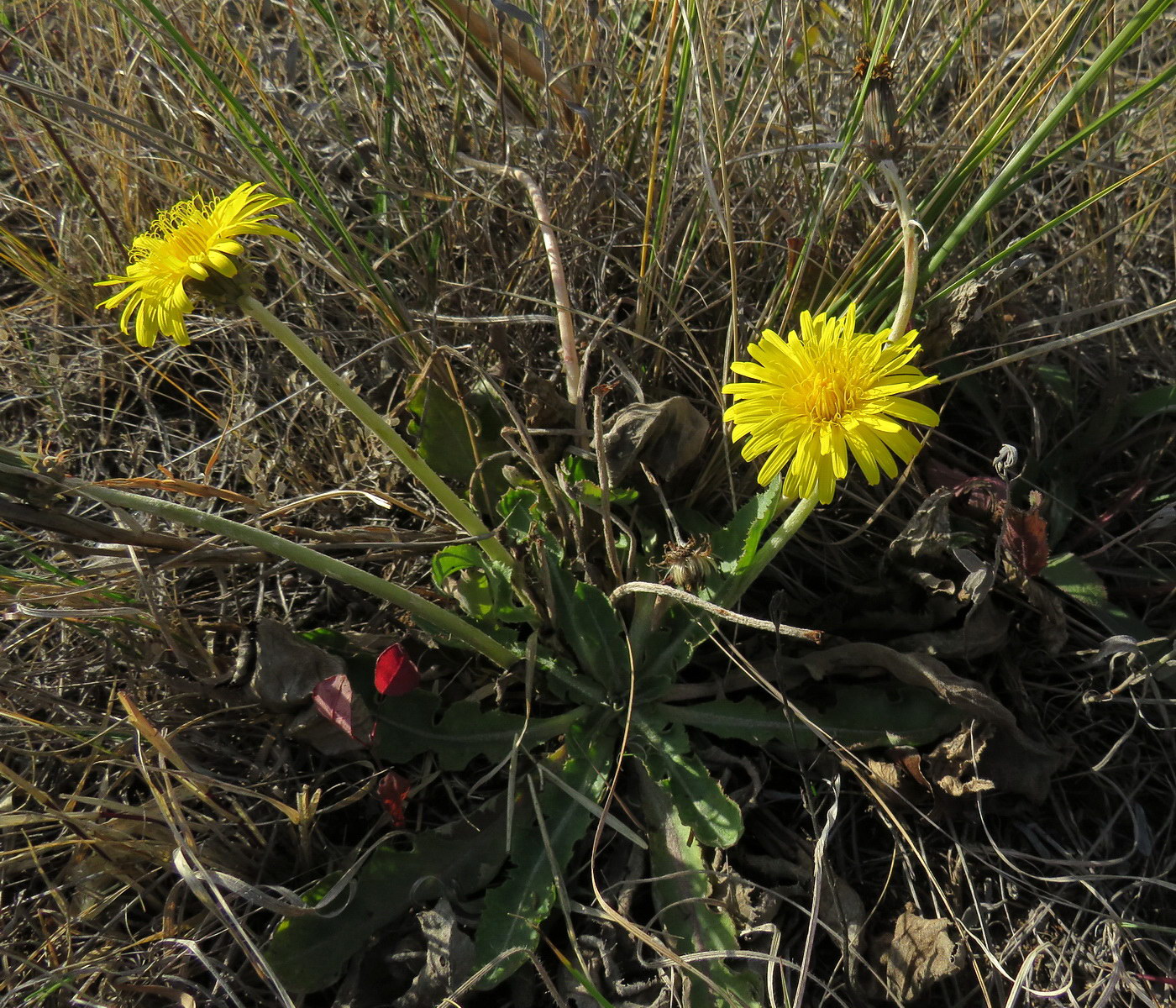 Изображение особи Taraxacum serotinum.