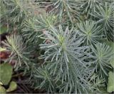 Euphorbia cyparissias