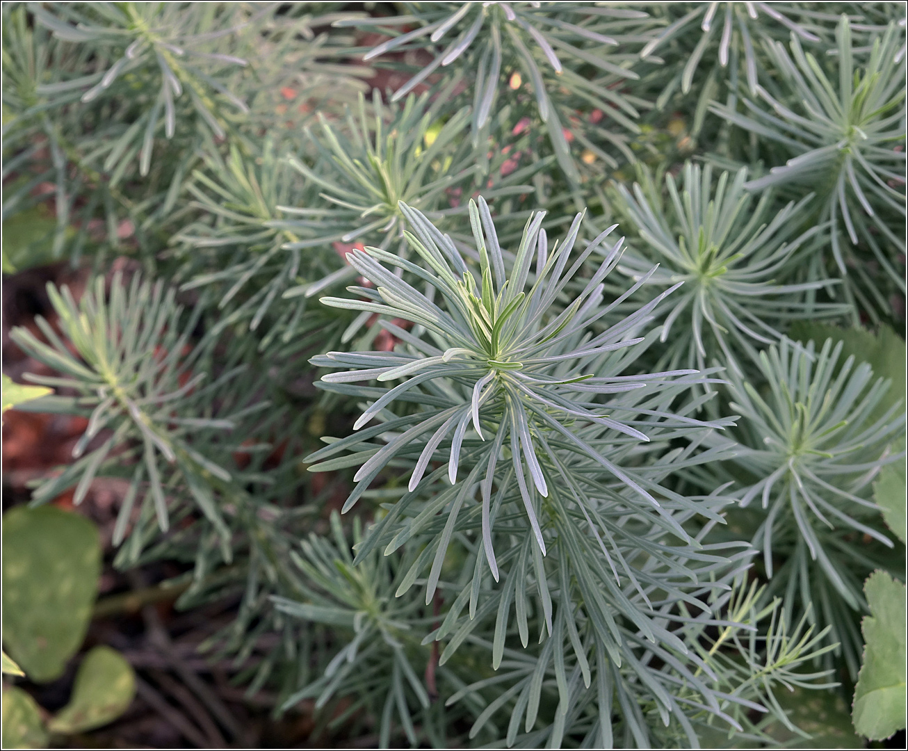 Изображение особи Euphorbia cyparissias.