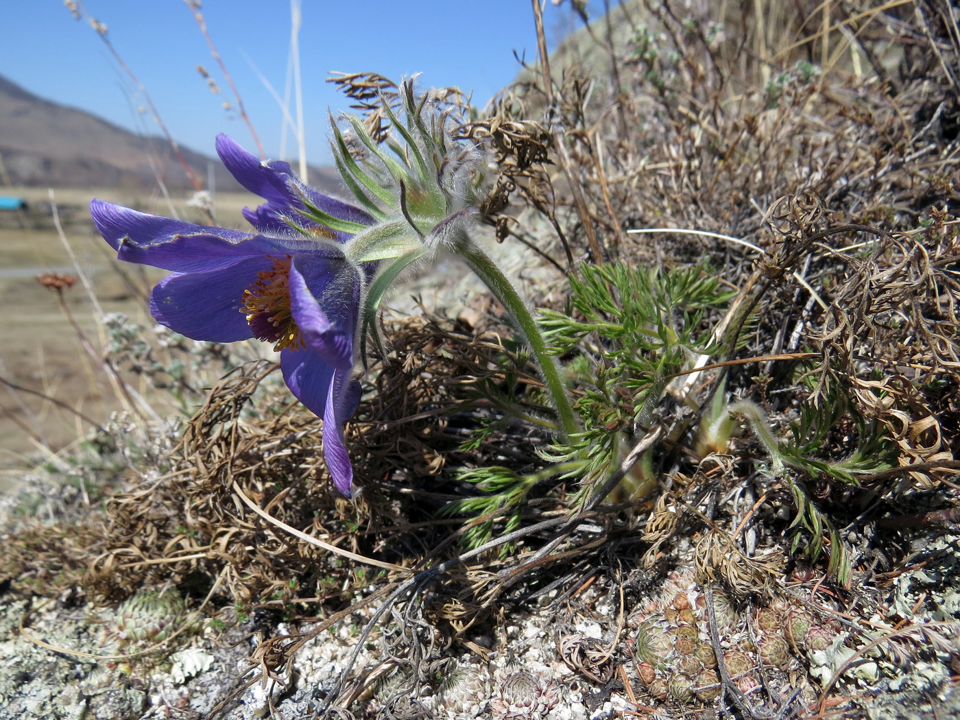 Image of Pulsatilla turczaninovii specimen.