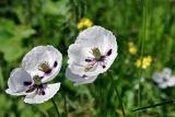 Papaver albiflorum. Цветки. Крым, Караларский природный парк, окр. бухты Коровья, степь. 07.05.2021.