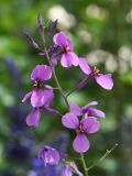 Moricandia moricandioides