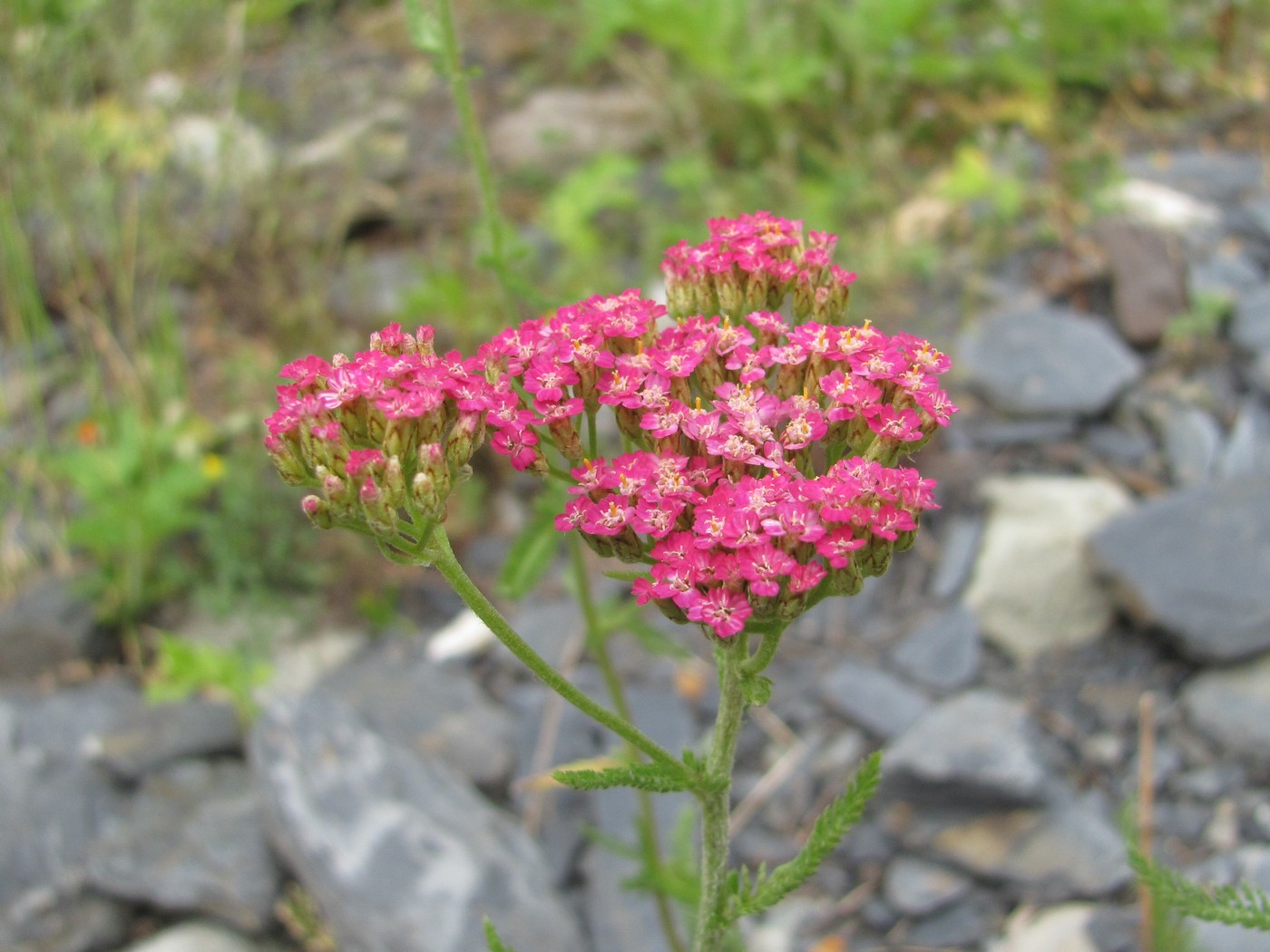 Image of Achillea millefolium specimen.