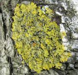 Xanthoria parietina