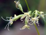 Silene foliosa. Цветки. Приморский край, Лазовский р-н, Лазовский заповедник, окр. кордона Карпадь, берег реки Прямушки. 19.08.2009.