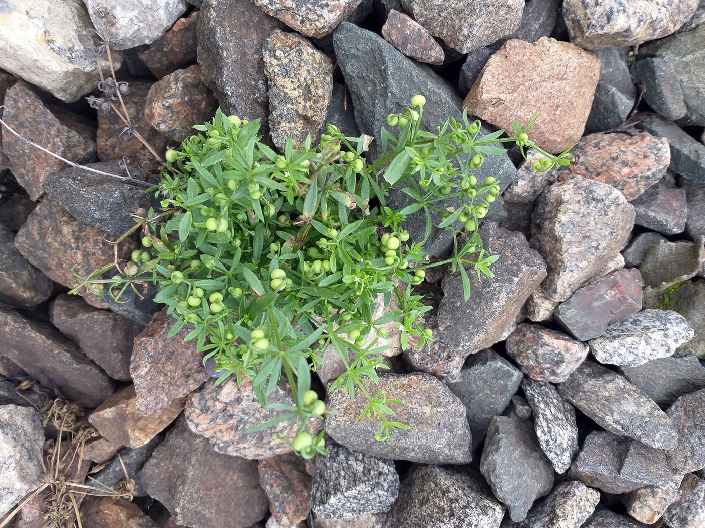 Image of Galium tricornutum specimen.