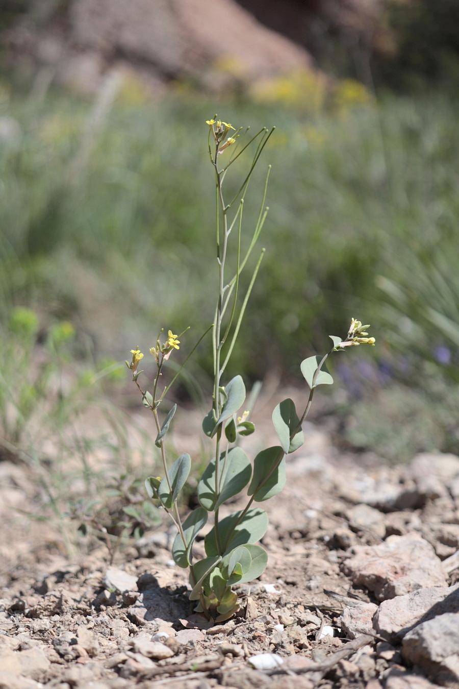 Image of Conringia clavata specimen.