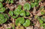 Asarum europaeum