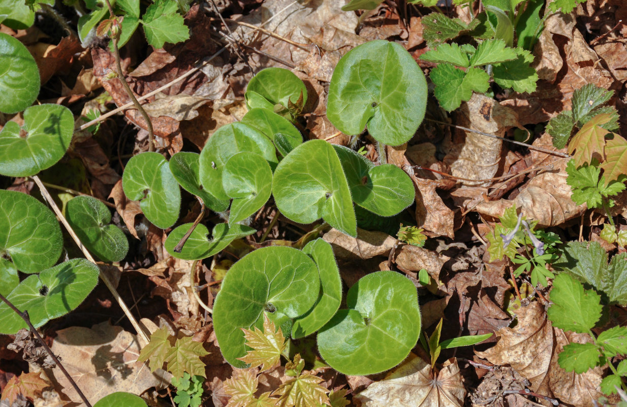 Изображение особи Asarum europaeum.