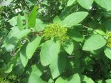 Viburnum lantana. Верхушки побегов с соплодиями с незрелыми плодами. Беларусь, г. Минск, Серебрянка, декоративное озеленение придомовой территории. 05.06.2022.