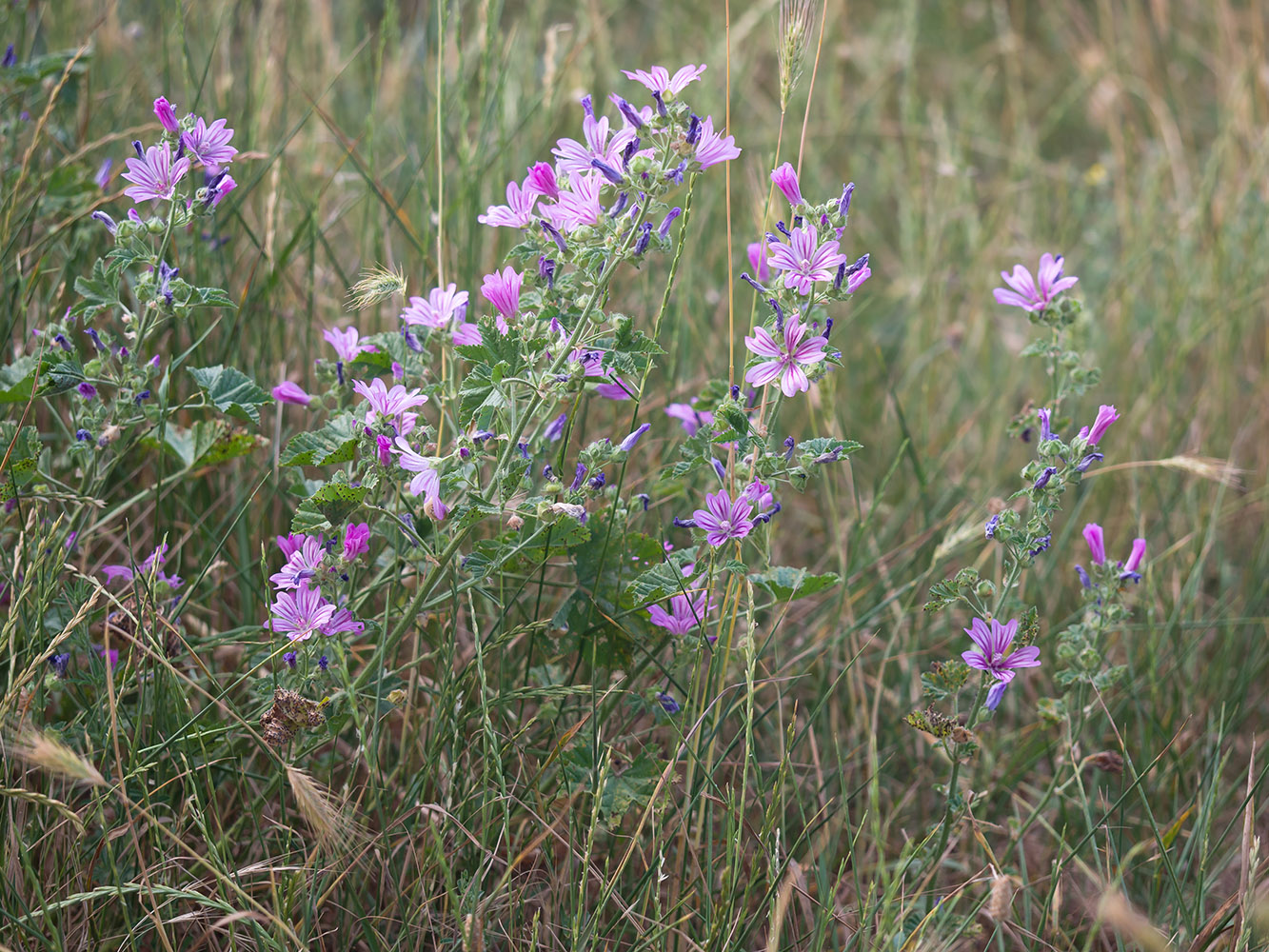 Image of Malva sylvestris specimen.